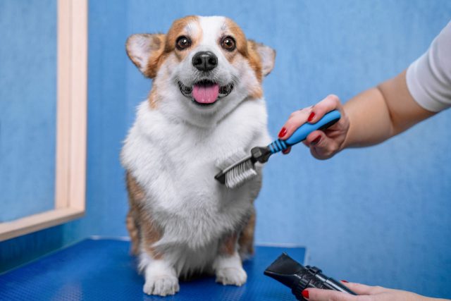 Happy dog getting groomed