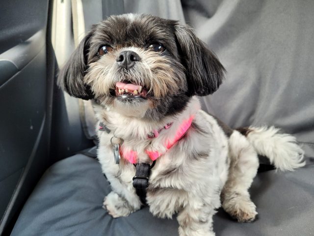 Mabel wearing harness in the car