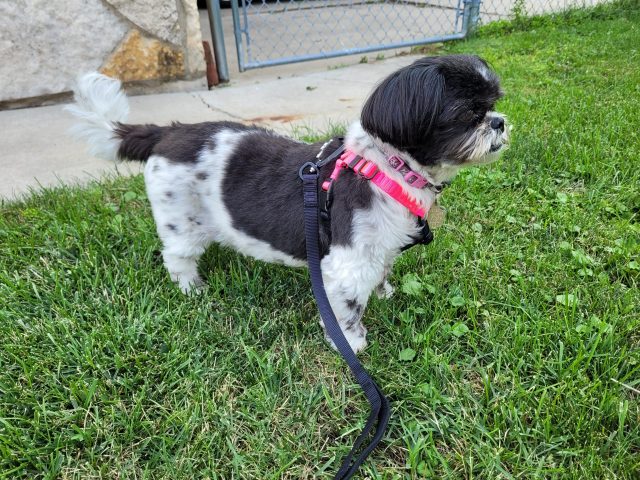 Mabel wearing harness outside