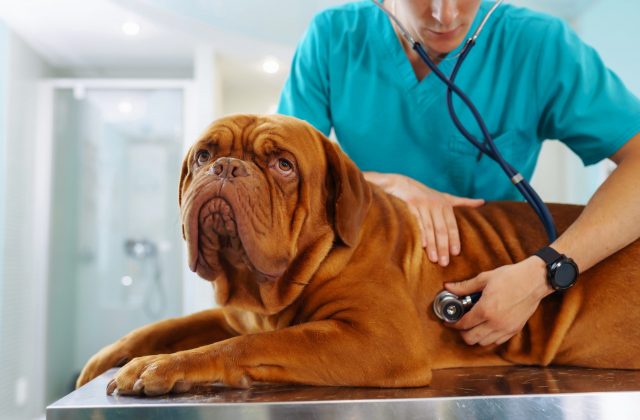 Mastiff at vet checkup