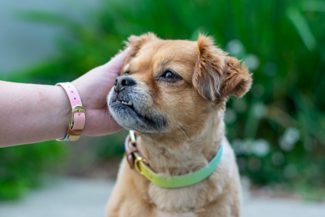 Matching bracelet and dog collar