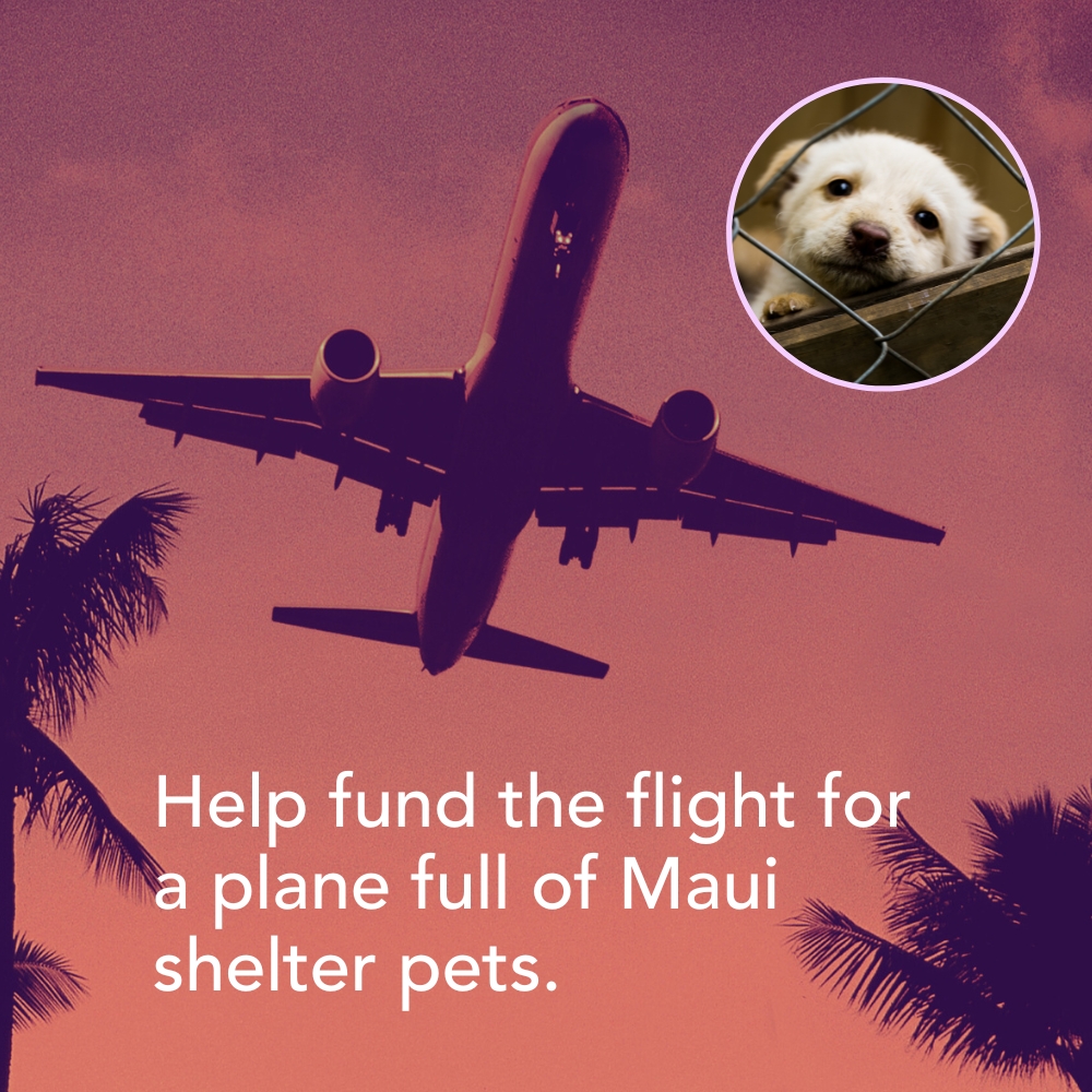 Emergency Maui Rescue Flight Expedition - DONATE NOW
