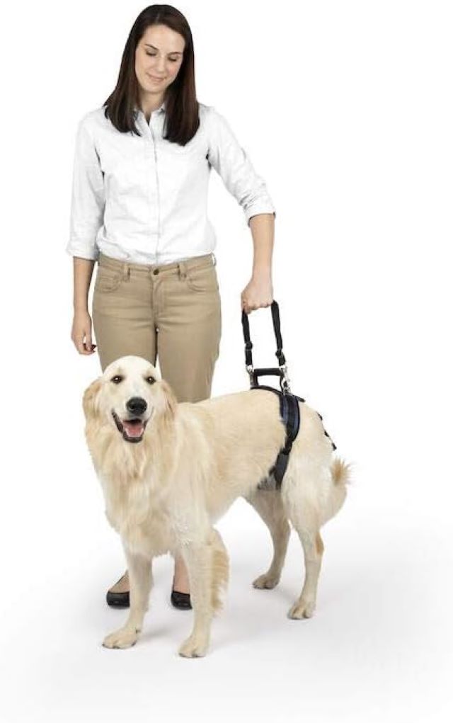 8 Harnesses to Help Your Dog Stand