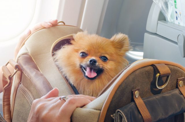 Pomeranian in airplane bag
