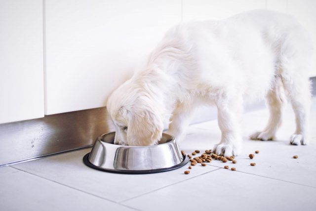 Pet Junkie Silicone Dog Bowl Mat - Placemat for Pet Bowls