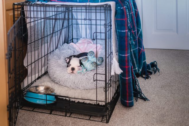 Puppy with crate cover