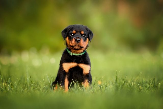 Rottweiler puppy with green collar