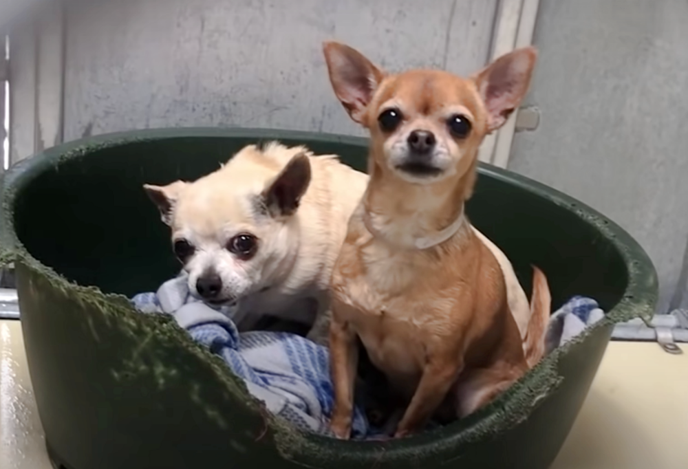 Old Dog Turns Into A Puppy Once He Finds His Happy Place With Famous ...