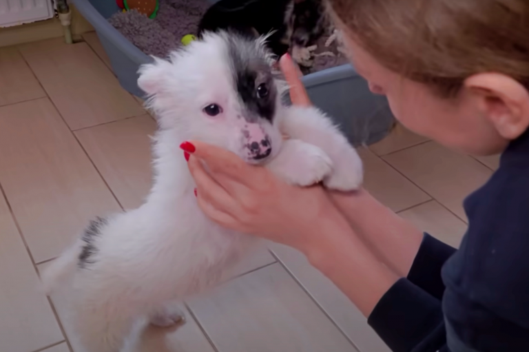 Puppies After Grooming