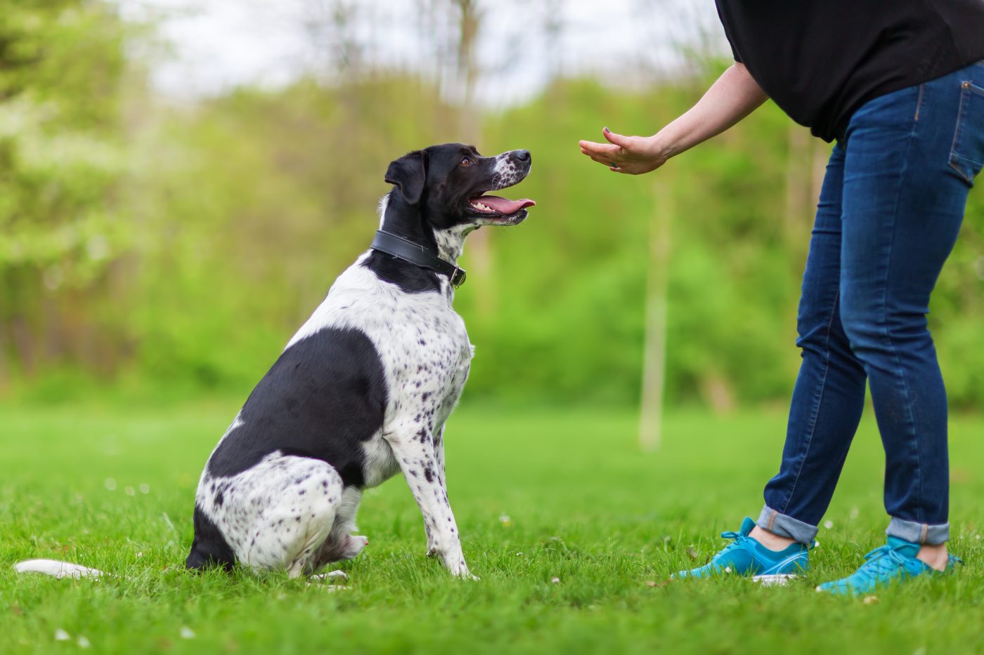 Teaching dog not to bark