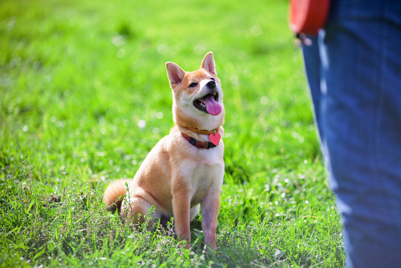 Training dog outside