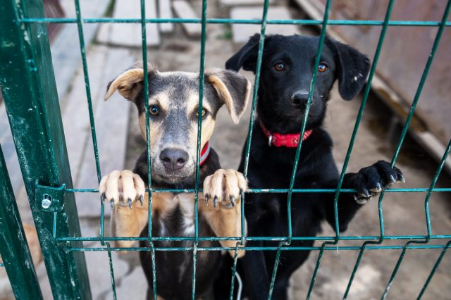 Two dogs at shelter