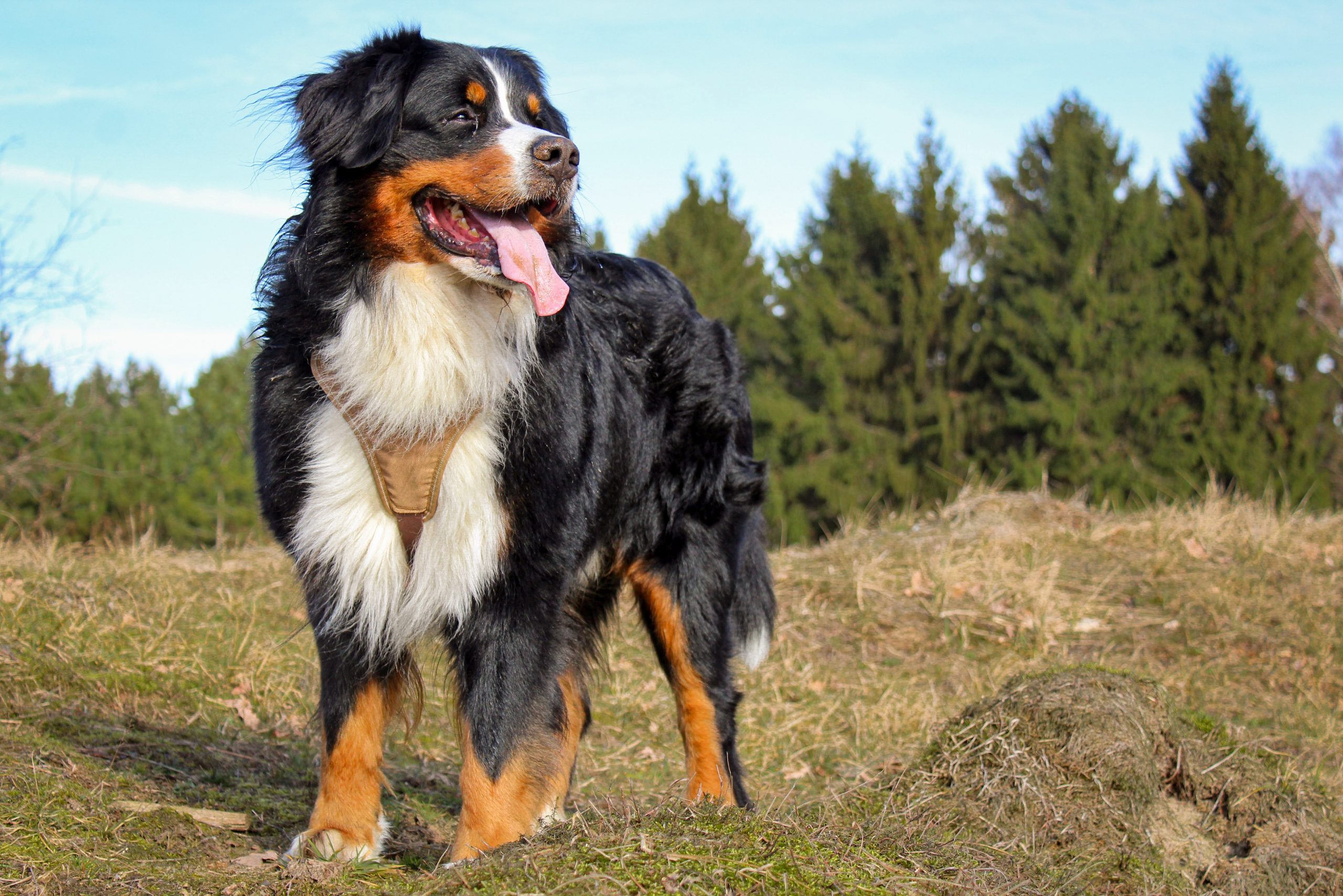 Male & Female Bernese Mountain Dog Weights & Heights by Age