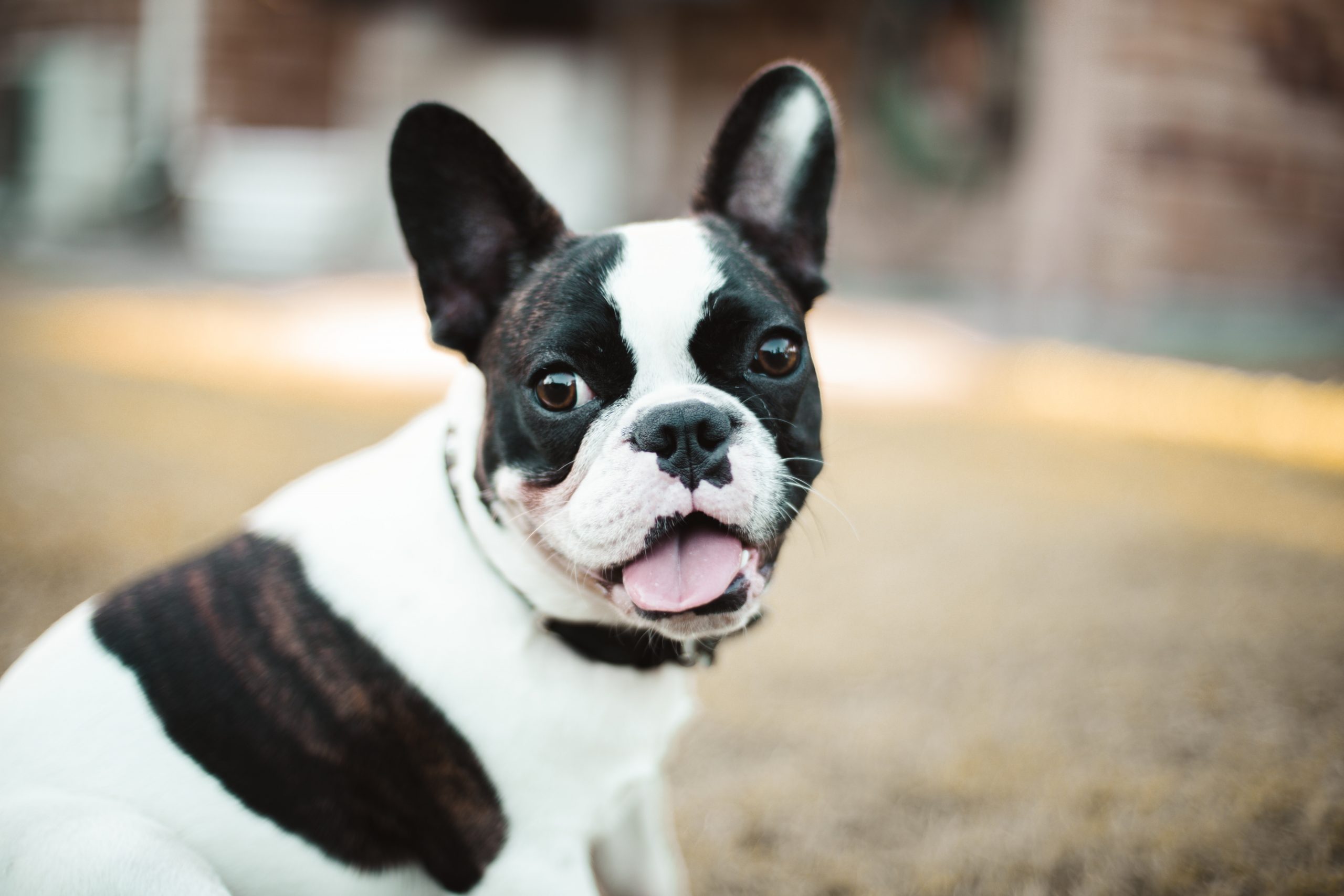 11 Best Eco-Friendly & Sustainable Dog Treats