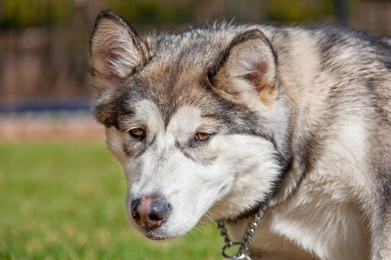 20 Best T-Shirts for a Alaskan Malamute Owner