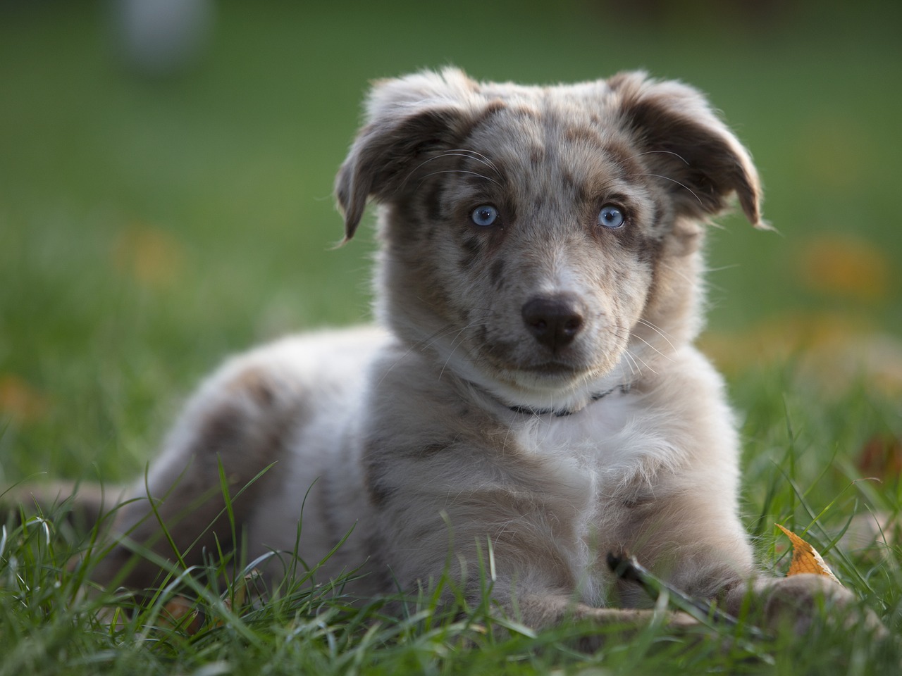 How to Train an Australian Shepherd Puppy: Timeline & Milestones