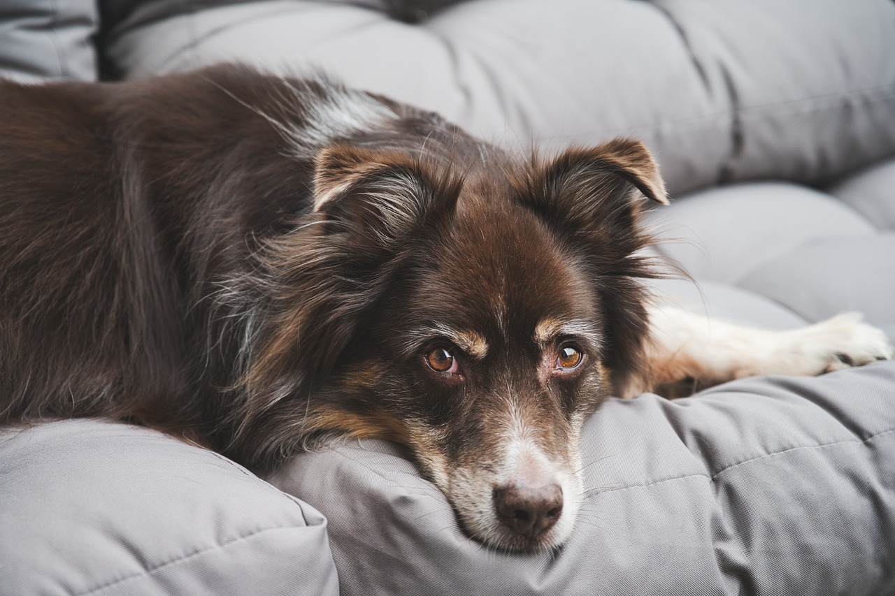 Does Pet Insurance Cover Pneumonia?