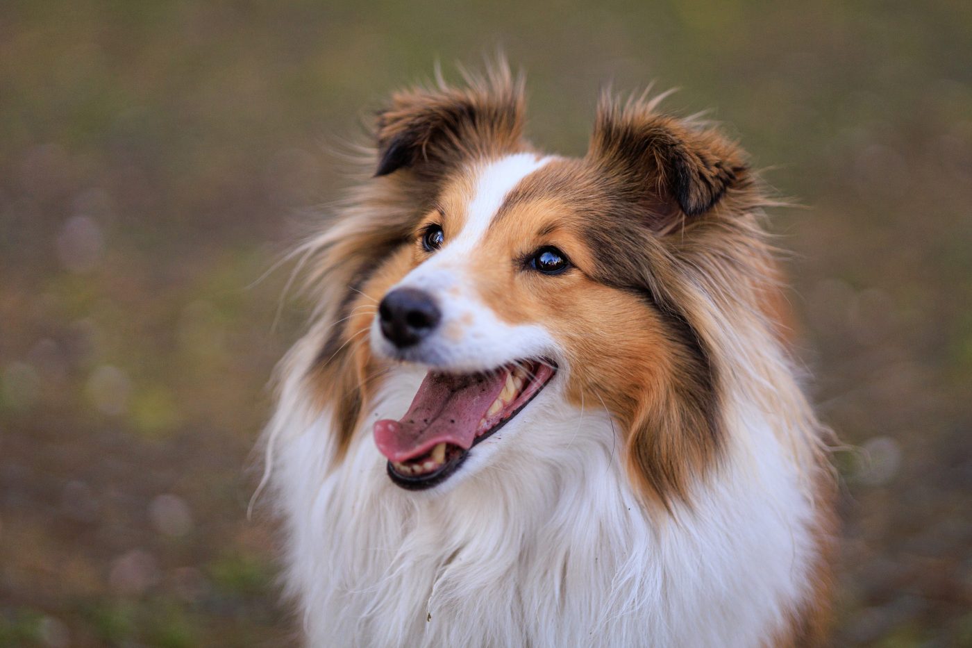 Male & Female Sheltie Weights & Heights by Age