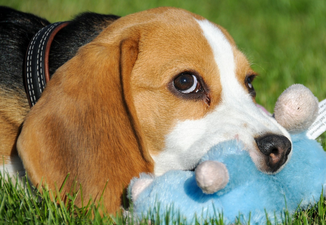 Best Eco-Friendly Dog Toys
