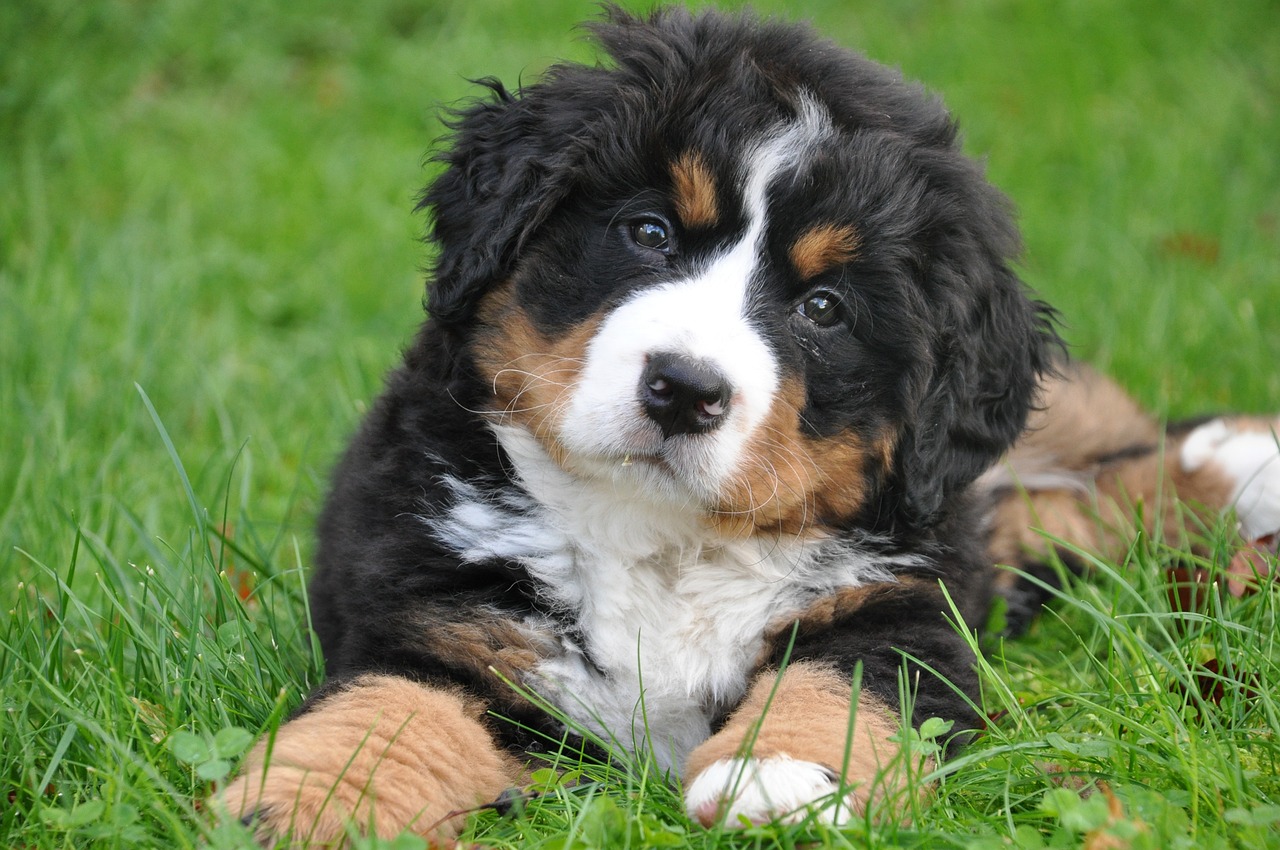 how much sleep does a bernese mountain dog puppy need 2
