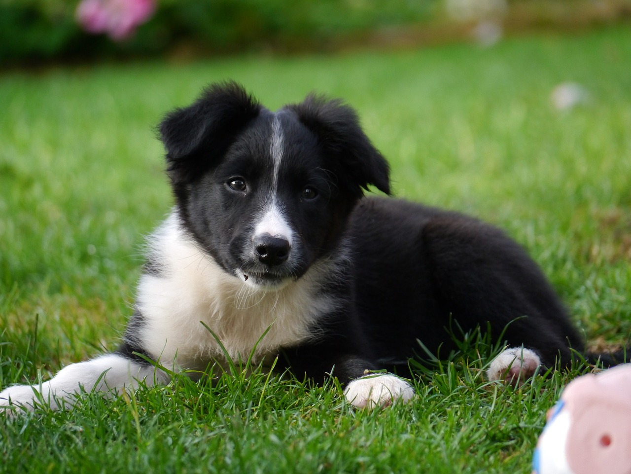 Border Collie Puppy Training: The Surprising Truth About When to Start