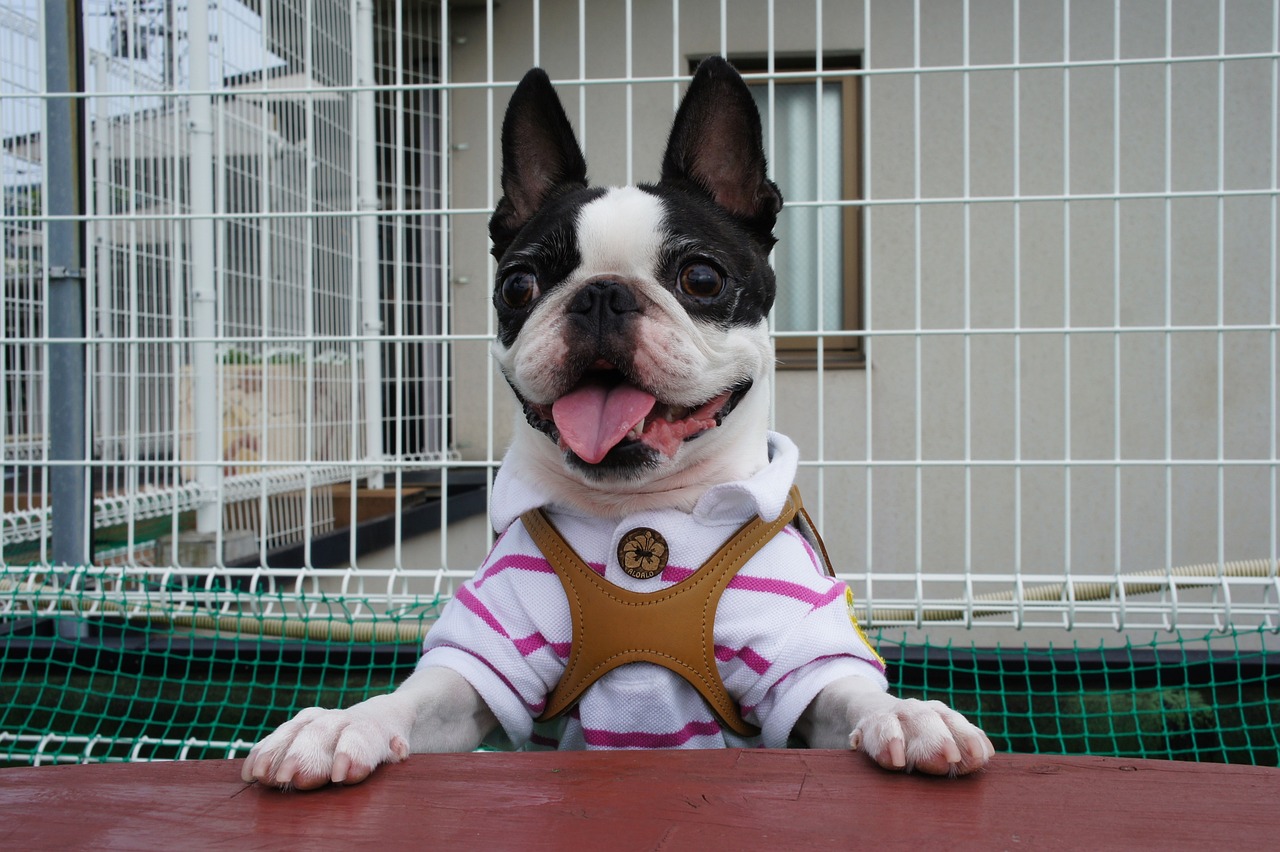 30 Best T-Shirts for a Boston Terrier Owner