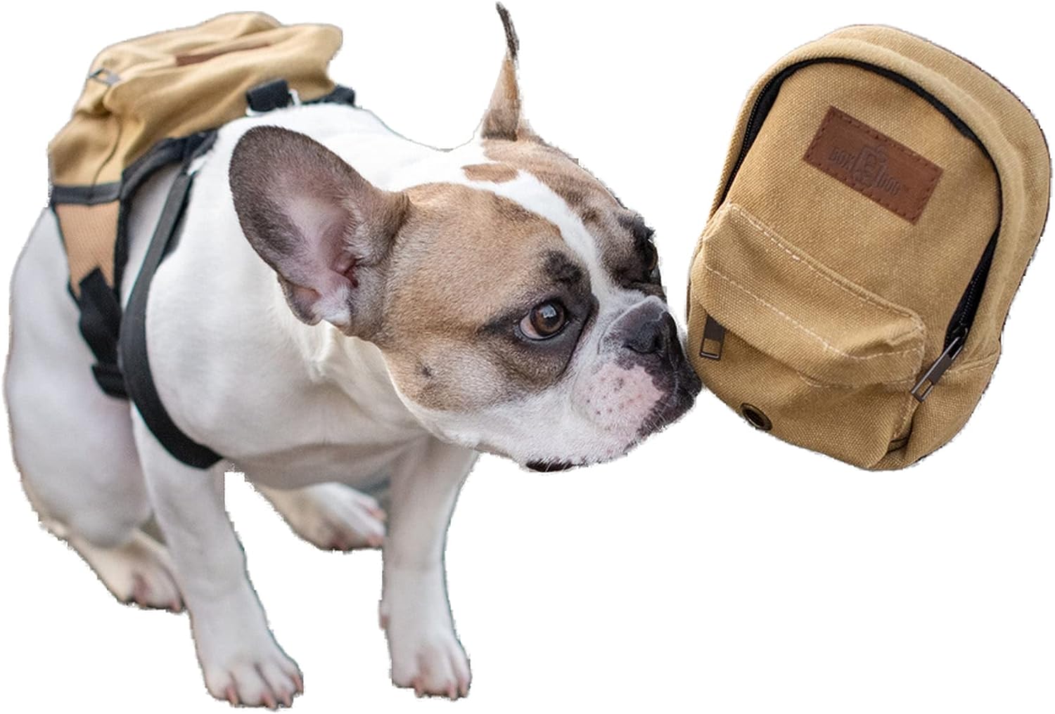 BoxDog Matching Dog Backpack