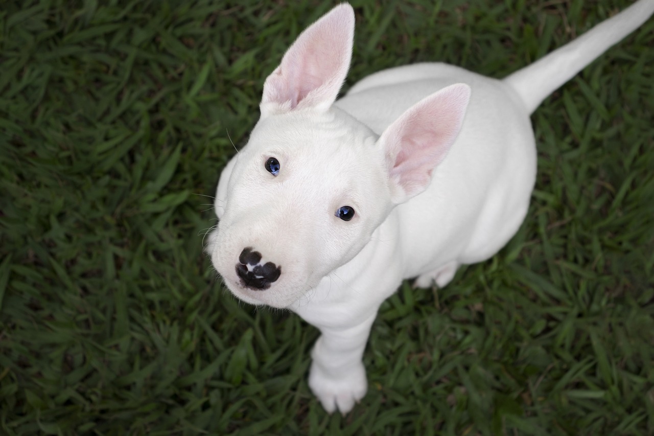 20 Best T-Shirts for a Bull Terrier Owner
