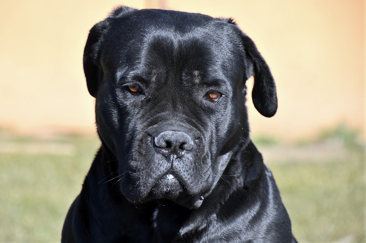 30 Best T-Shirts for a Cane Corso Owner
