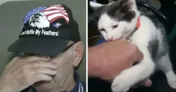 Cat and Dog