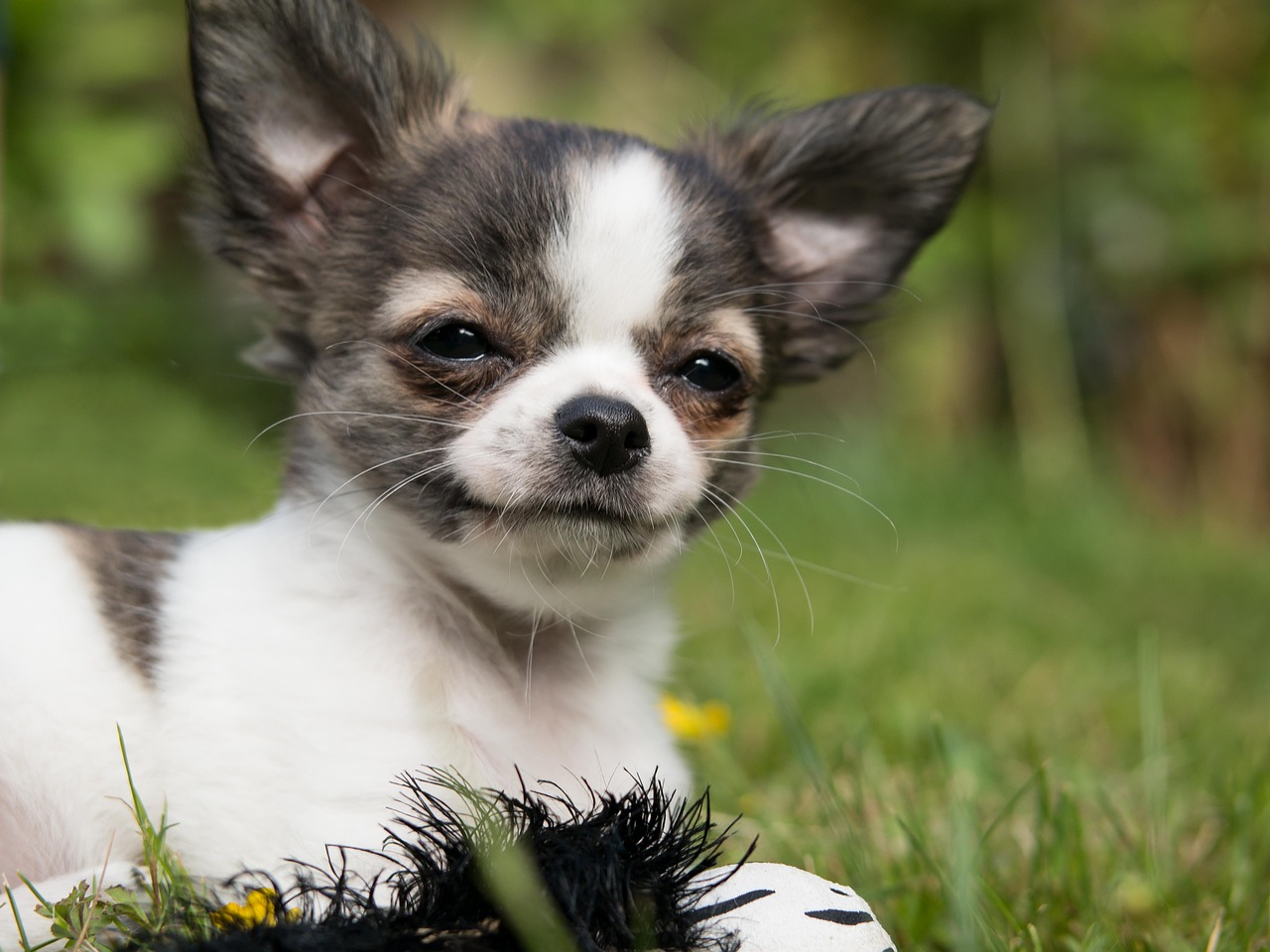 How to Socialize a Chihuahua Puppy: Wrong & Right Ways