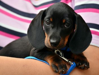 PetWireDaily — 12 Best Rope Leashes for Dogs