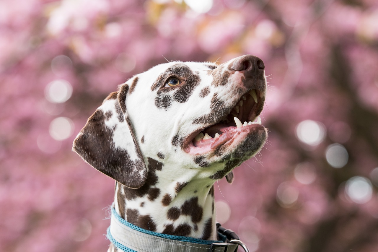 Does Pet Insurance Cover Mast Cell Tumors?