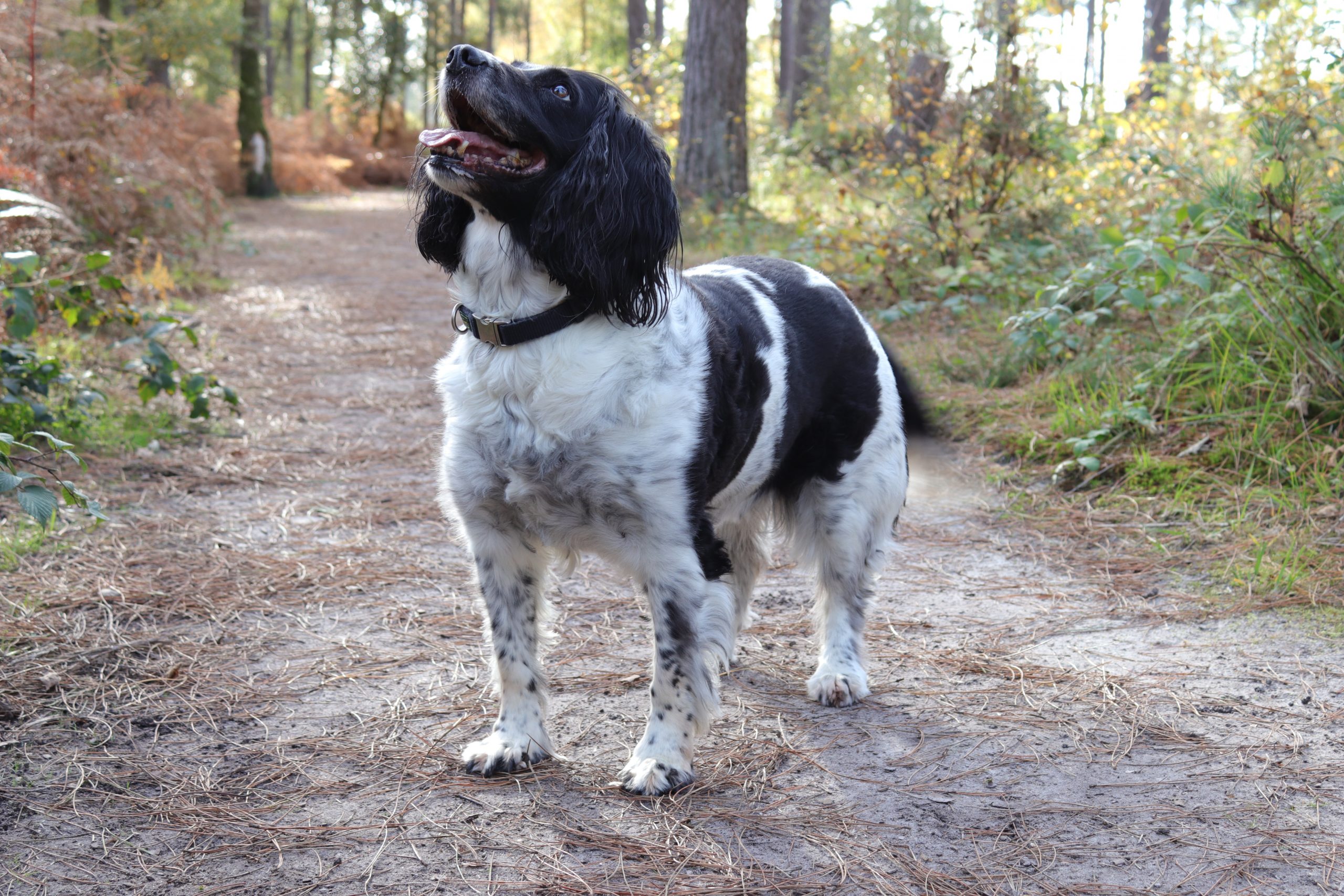 Best Fall-Inspired Dog Treats