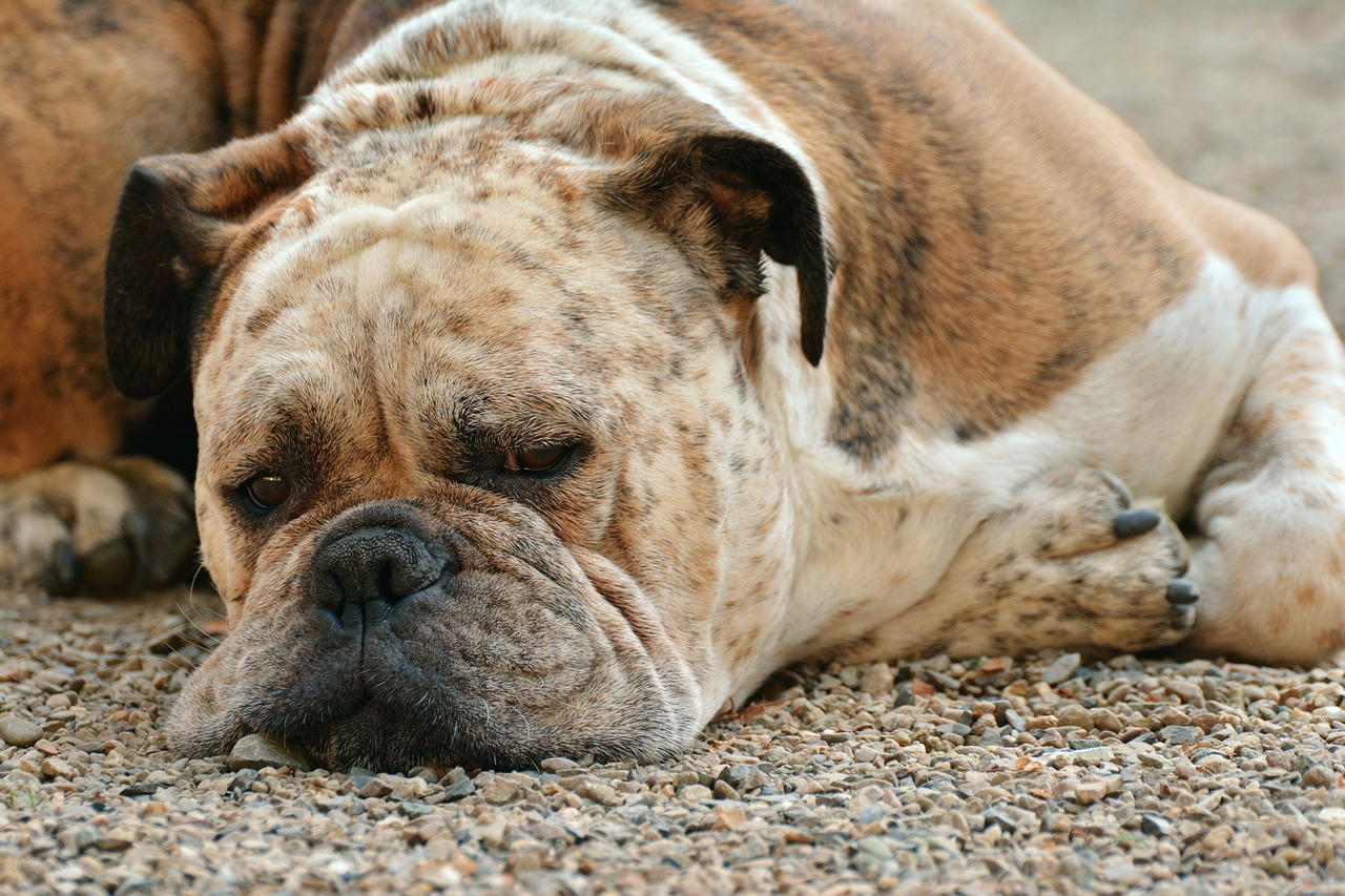 Does Pet Insurance Cover Canine Influenza?