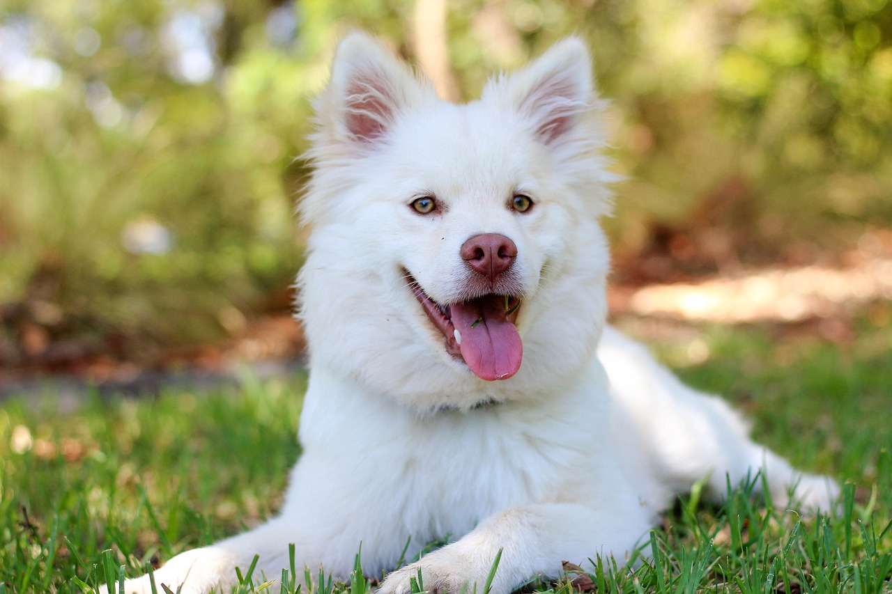 Best Amino Acid Supplements for Dogs