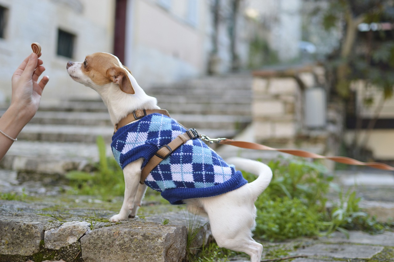 Best Dog Granola & Granola Bars