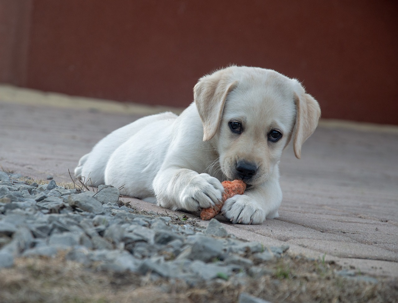 Best Low Sodium Dog Treats