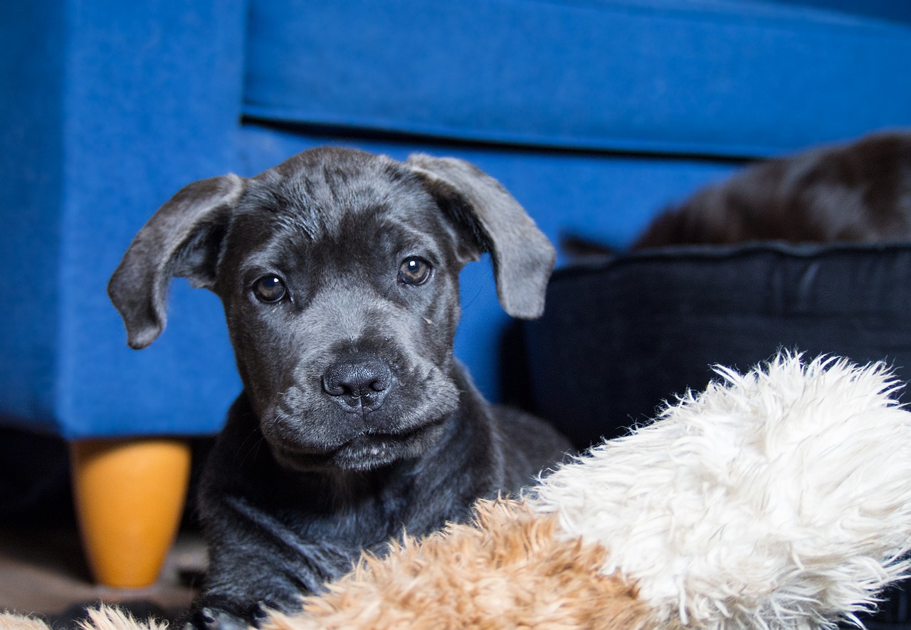Cane Corso Puppy Training: The Surprising Truth About When to Start