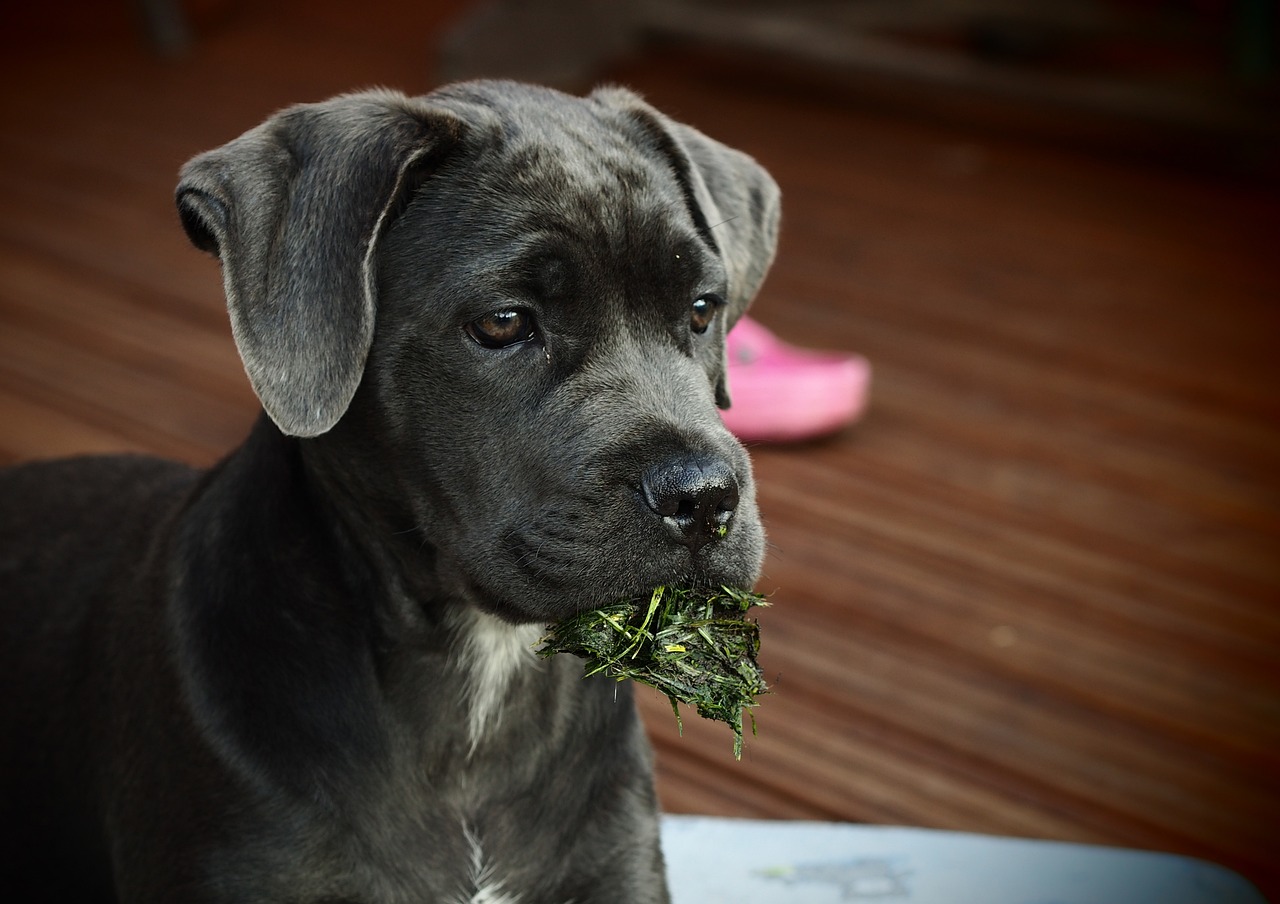 How to Socialize a Cane Corso Puppy: Wrong & Right Ways