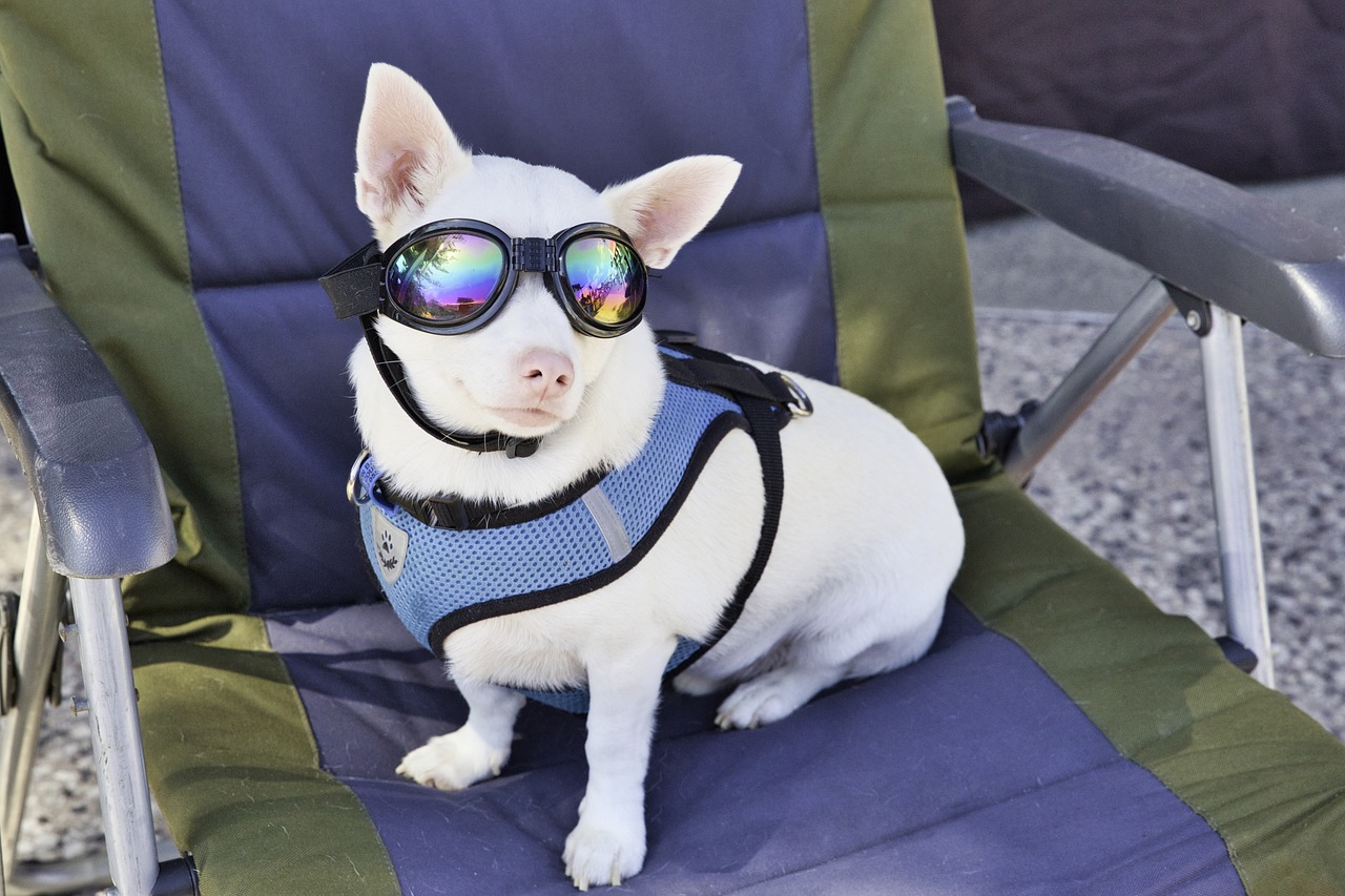 Best Dog UV Protection Gear, Goggles, Vests, & Hats