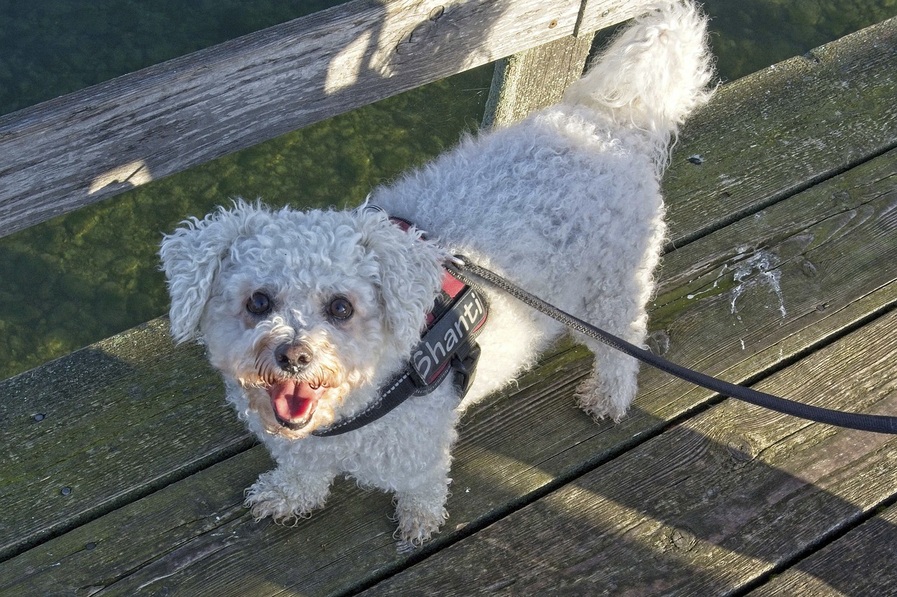 The best way to Socialize a Bichon Frise Pet: Improper & Proper Tactics