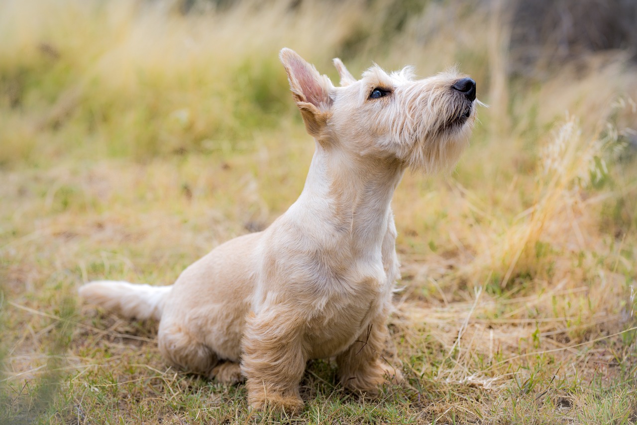 Does Pet Insurance Cover Patellar Luxation?