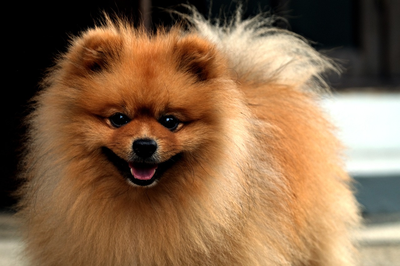 brown pomeranian dog