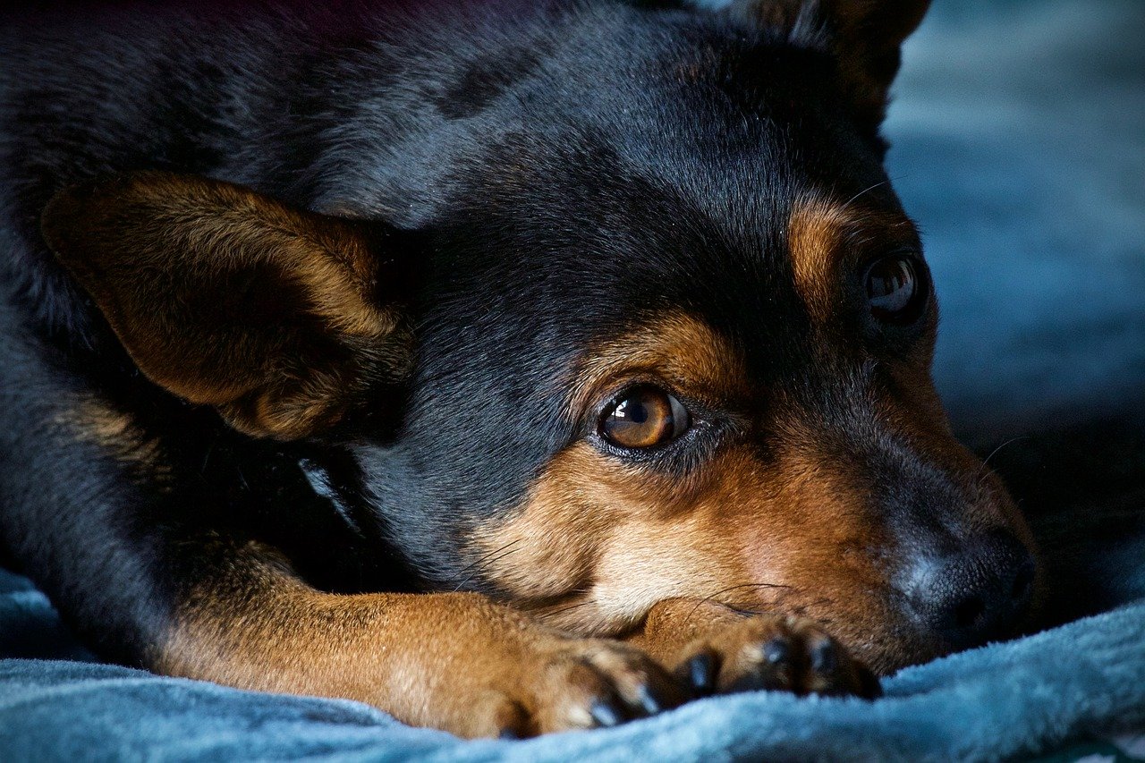 Does Pet Insurance Cover Elbow Dysplasia?