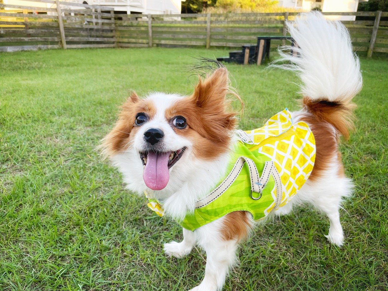 How to Socialize a Papillon Puppy: Wrong & Right Ways