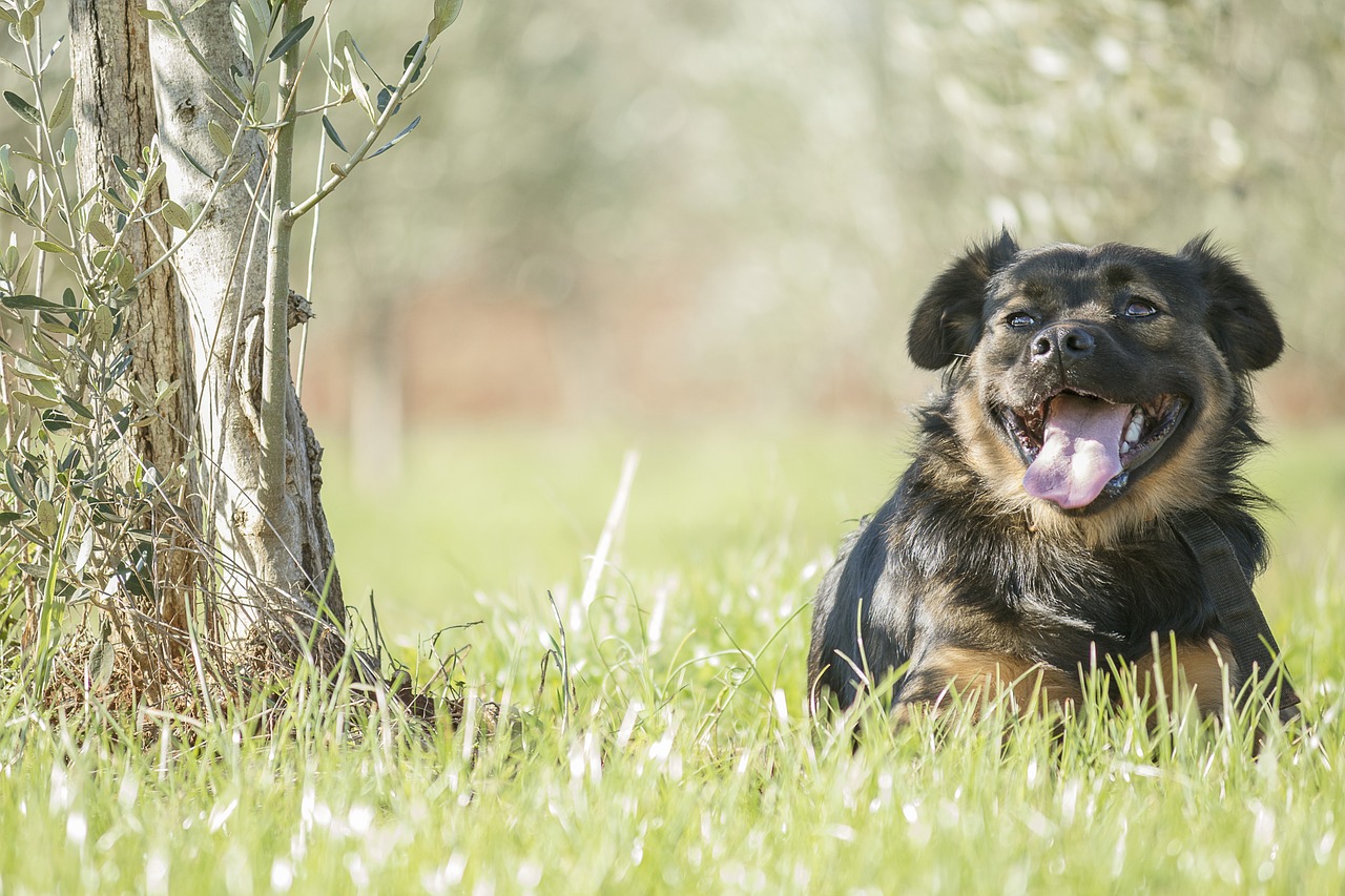 Best Iodine Supplements for Dogs