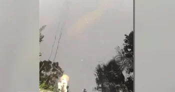 Dog Rescue with Manatee