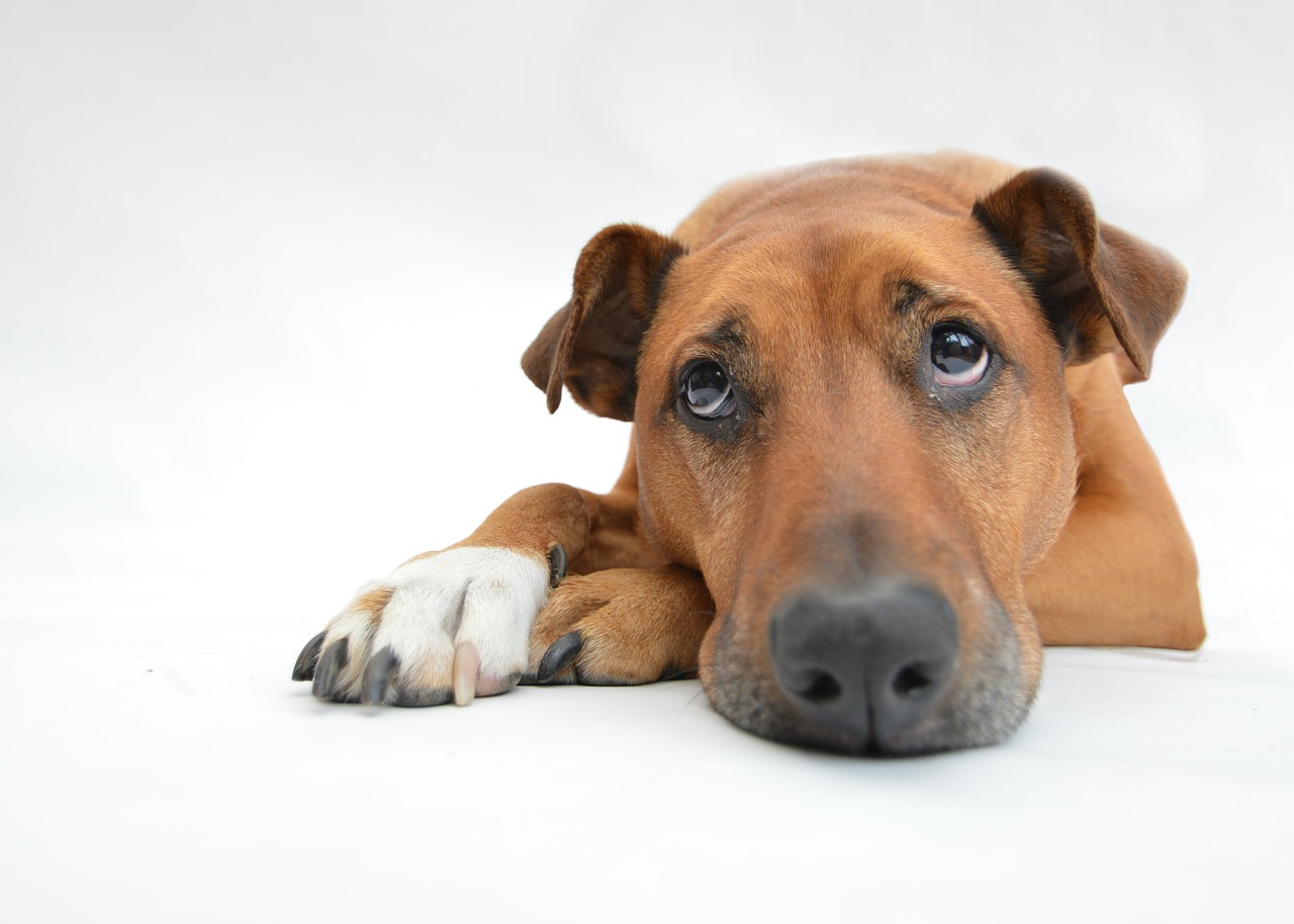 Does Pet Insurance Cover Inflammatory Bowel Disease (IBD)?