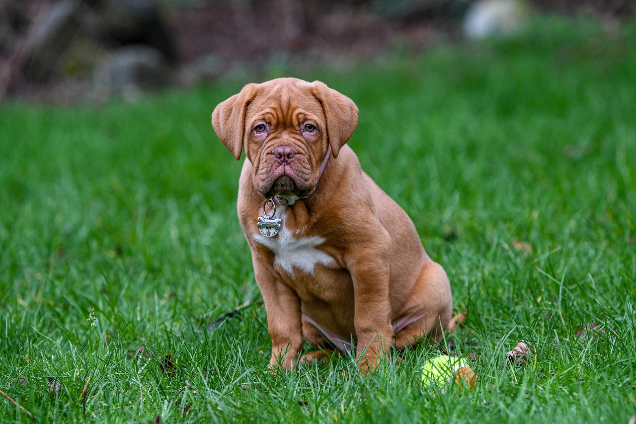 Frequently Asked Questions about Dogue De Bordeaux As Guard Dogs